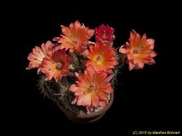 Echinocereus salm-dyckianus v. obscuriensis 1425